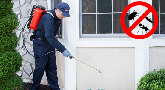 Sasalı Kemirgen İlaçlama böcek ilaçlama ve haşere kontrolü — ilaclama-tr.com